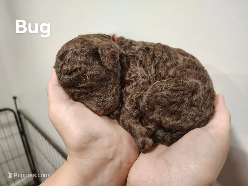 Bug – Poodle - Standard  puppy for sale in Iowa Falls, IA