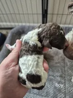 River, a male Poodle - Standard  for sale in Iowa Falls, IA – 2 of 3