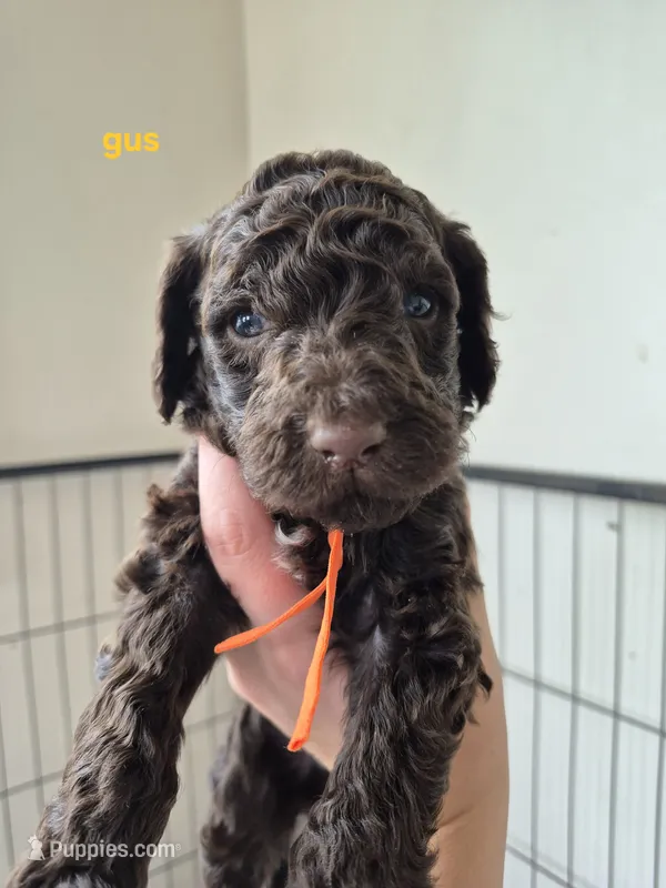 Gus – Poodle - Standard  puppy for sale in Iowa Falls, IA