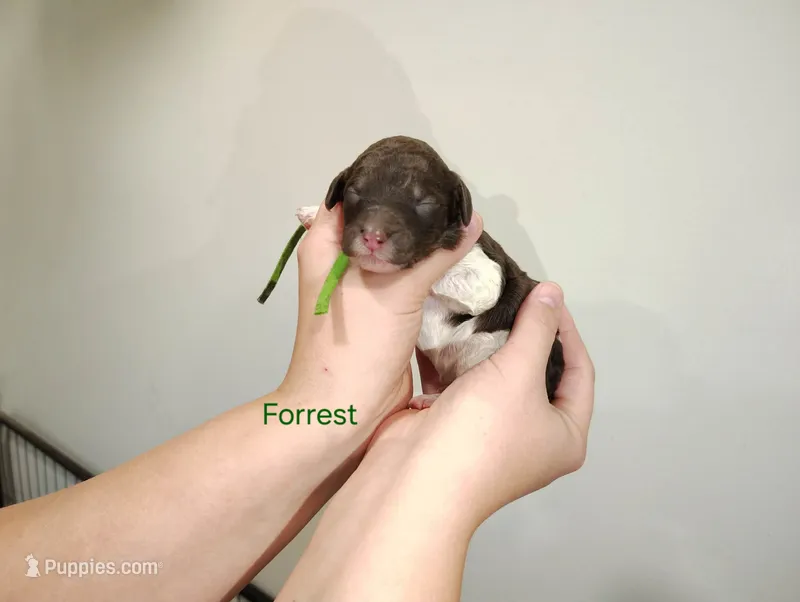 Forrest – Poodle - Multi-Colored Standard puppy for sale in Iowa Falls, IA