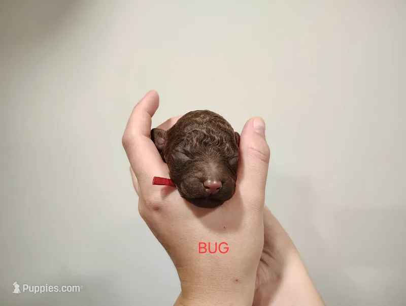 Bug – Poodle - Standard  puppy for sale in Iowa Falls, IA