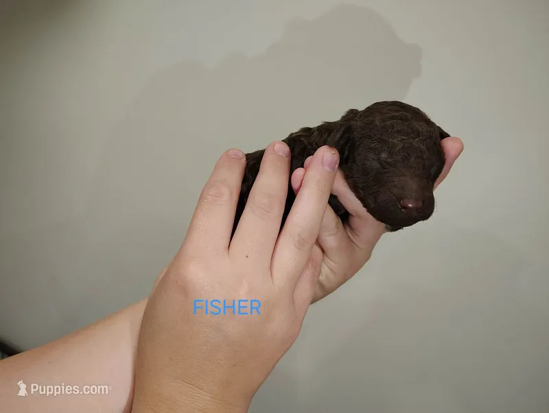 Fisher – Poodle - Multi-Colored Standard puppy for sale in Iowa Falls, IA