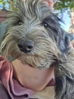 Puppy 2, a male Whoodle for sale in Iowa Falls, IA – Photo 2 of 3