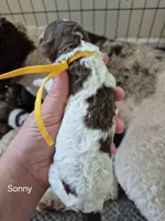 Sonny, a male Poodle - Standard  for sale in Iowa Falls, IA – 3 of 6