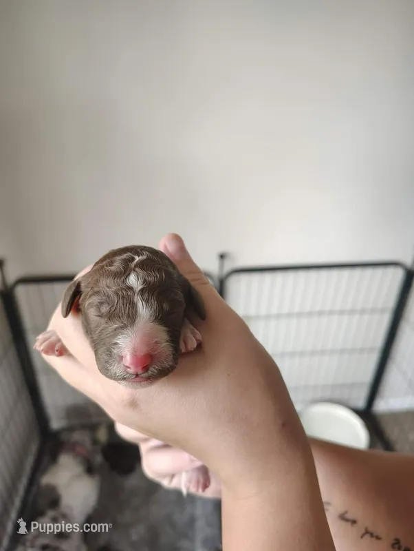 Sonny – Poodle - Standard  puppy for sale in Iowa Falls, IA