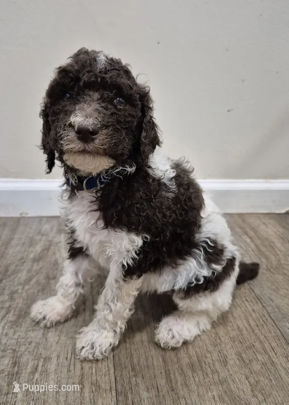 River – Poodle - Standard  puppy for sale in Iowa Falls, IA