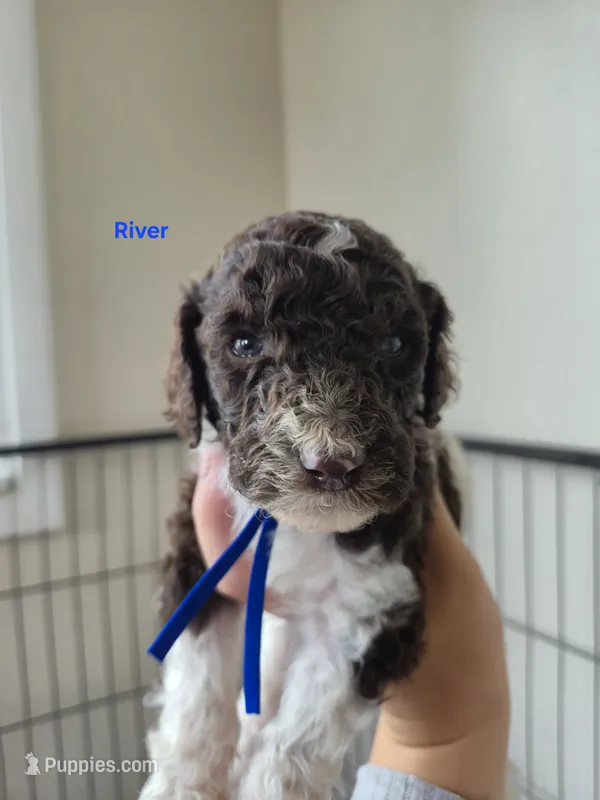 River – Poodle - Standard  puppy for sale in Iowa Falls, IA