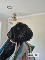 April, a female Whoodle for sale in Iowa Falls, IA – 2 of 4