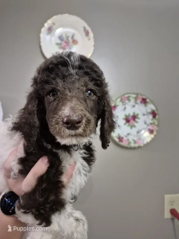 River – Poodle - Standard  puppy for sale in Iowa Falls, IA