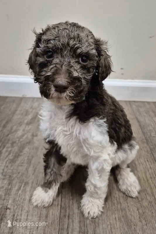 Forrest – Poodle - Multi-Colored Standard puppy for sale in Iowa Falls, IA