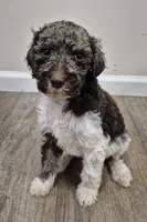 Forrest, a male Poodle - Multi-Colored Standard for sale in Iowa Falls, IA – 1 of 9