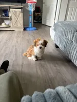 Teddy , a male Havapoo for sale in Lincoln, NE – 1 of 1