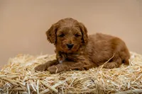 Hoss - Micro Mini Goldendoodle, a male Goldendoodle and Miniature Goldendoodle for sale in Seymour, MO – Photo 2 of 2