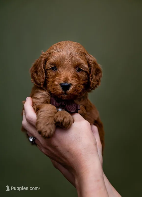 Hoss - Micro Mini Goldendoodle – Goldendoodle, Miniature Goldendoodle puppy for sale in Seymour, MO