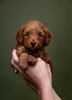 Hoss - Micro Mini Goldendoodle, a male Goldendoodle and Miniature Goldendoodle for sale in Seymour, MO – Photo 1 of 2