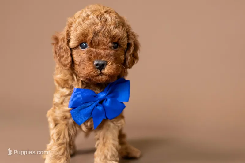 Ariat – Cavapoo puppy for sale in Seymour, MO