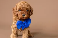 Ariat, a male Cavapoo for sale in Seymour, MO – 1 of 3