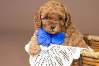 Ariat, a male Cavapoo for sale in Seymour, MO – 2 of 3