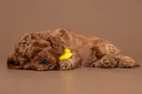 Levi, a male Cavapoo for sale in Seymour, MO – 3 of 3