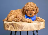 Ariat, a male Cavapoo for sale in Seymour, MO – 3 of 3