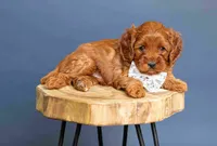 Lace, a female Cavapoo for sale in Seymour, MO – 3 of 3