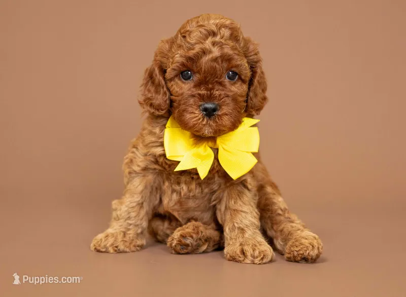 Levi – Cavapoo puppy for sale in Seymour, MO