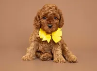 Levi, a male Cavapoo for sale in Seymour, MO – 1 of 3