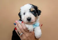 Spark, a male Miniature Aussiedoodle for sale in Seymour, MO – 4 of 4
