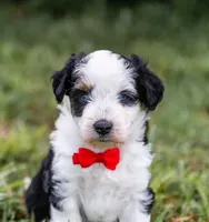 Valor, a male Miniature Aussiedoodle for sale in Seymour, MO – 4 of 4