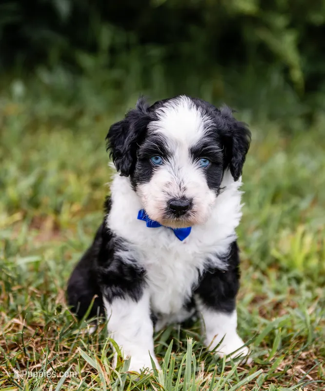 Fuse – Miniature Aussiedoodle puppy for sale in Seymour, MO