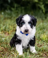 Fuse, a male Miniature Aussiedoodle for sale in Seymour, MO – 1 of 3