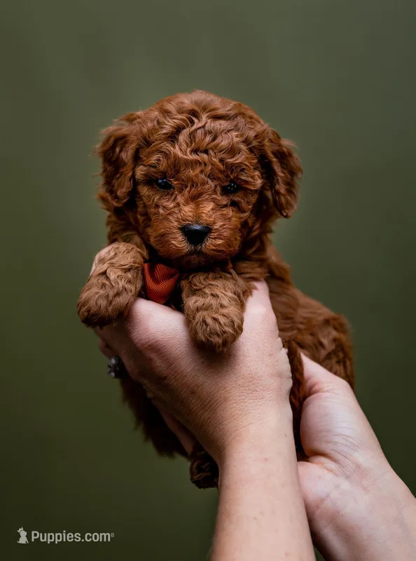 Ponderosa - Micro Mini Goldendoodle – Goldendoodle, Miniature Goldendoodle puppy for sale in Seymour, MO