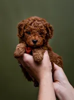 Ponderosa - Micro Mini Goldendoodle, a male Goldendoodle and Miniature Goldendoodle for sale in Seymour, MO – Photo 1 of 2