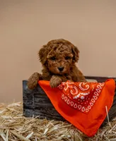 Ponderosa - Micro Mini Goldendoodle, a male Goldendoodle and Miniature Goldendoodle for sale in Seymour, MO – Photo 2 of 2