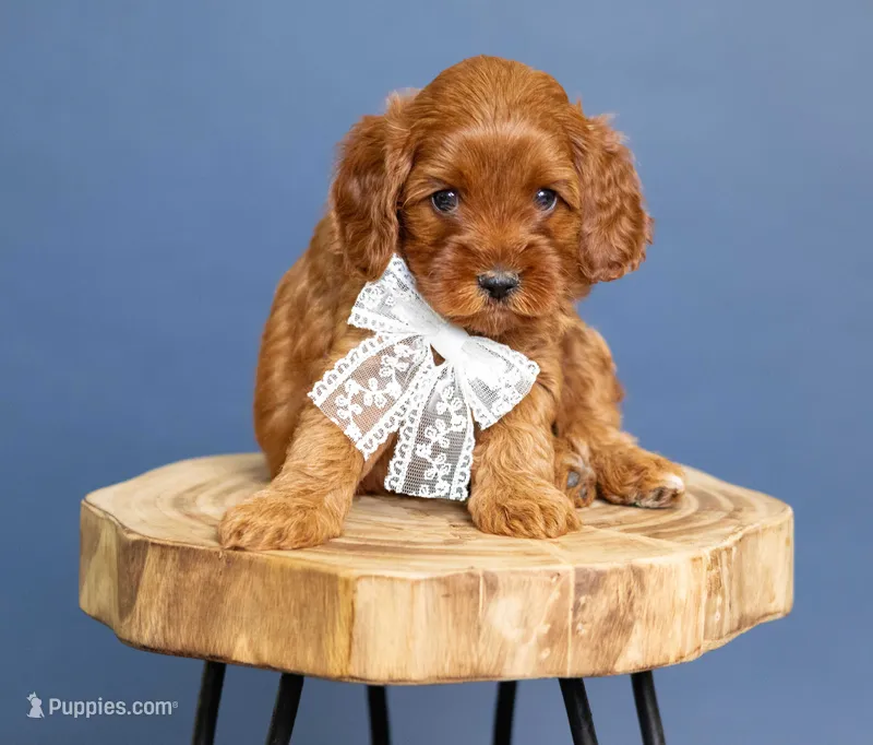 Lace – Cavapoo puppy for sale in Seymour, MO