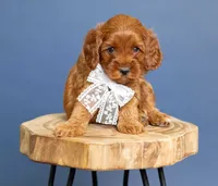 Lace, a female Cavapoo for sale in Seymour, MO – 1 of 3
