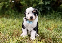 Spark, a male Miniature Aussiedoodle for sale in Seymour, MO – 3 of 4