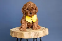 Levi, a male Cavapoo for sale in Seymour, MO – 2 of 3