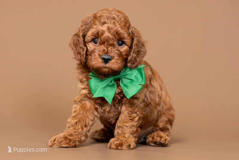 Cinch – Cavapoo puppy for sale in Seymour, MO