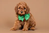 Cinch, a male Cavapoo for sale in Seymour, MO – 1 of 3