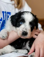 Fuse, a male Miniature Aussiedoodle for sale in Seymour, MO – 3 of 3