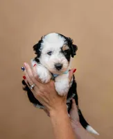 Spark, a male Miniature Aussiedoodle for sale in Seymour, MO – 2 of 4