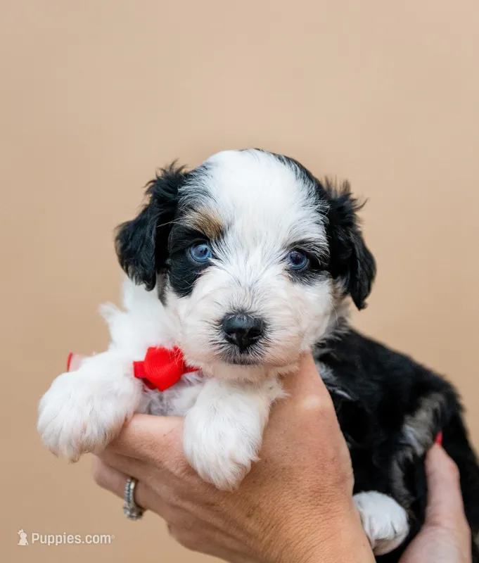 Valor – Miniature Aussiedoodle puppy for sale in Seymour, MO