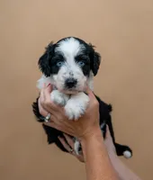 Fuse, a male Miniature Aussiedoodle for sale in Seymour, MO – 2 of 3