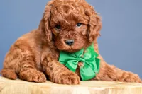 Cinch, a male Cavapoo for sale in Seymour, MO – 2 of 3