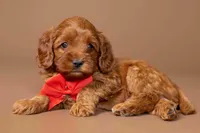 Wrangler, a male Cavapoo for sale in Seymour, MO – 3 of 3