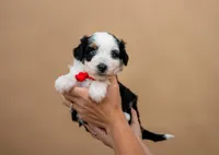 Valor, a male Miniature Aussiedoodle for sale in Seymour, MO – 3 of 4
