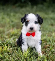 Valor, a male Miniature Aussiedoodle for sale in Seymour, MO – 2 of 4