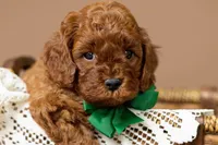 Cinch, a male Cavapoo for sale in Seymour, MO – 3 of 3