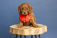 Wrangler, a male Cavapoo for sale in Seymour, MO – 2 of 3